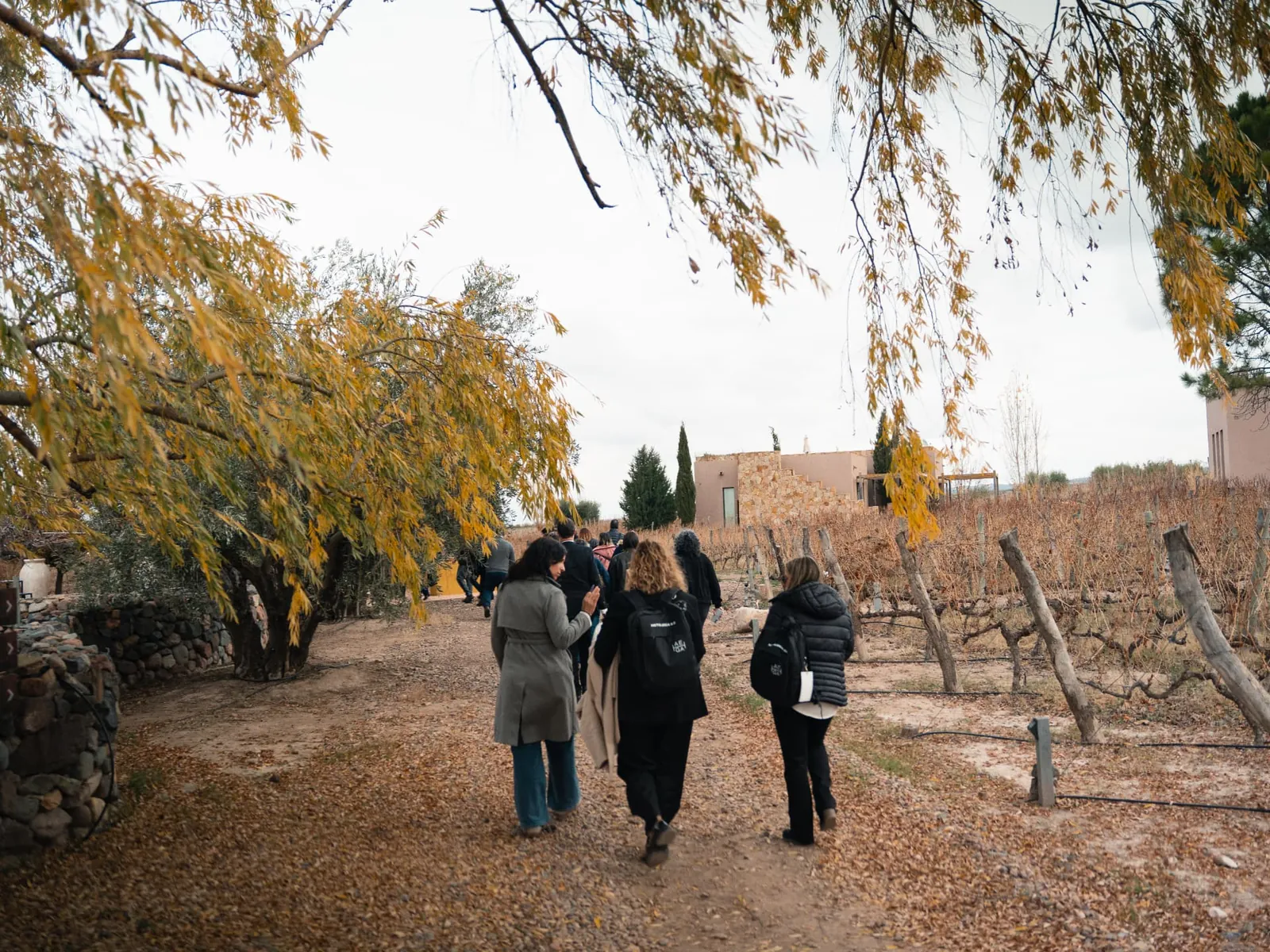 Recorrido por viñedos